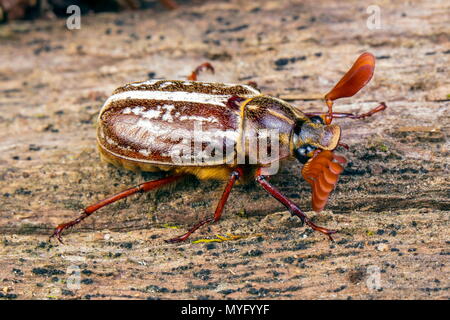 Un maschio variegato giugno beetle,Polyphylla variolosa, su un log. Foto Stock