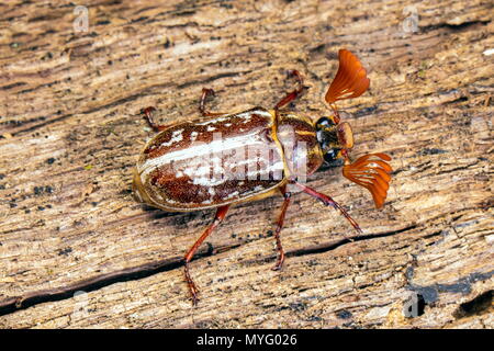 Un maschio variegato giugno beetle, Polyphylla variolosa, su un log. Foto Stock