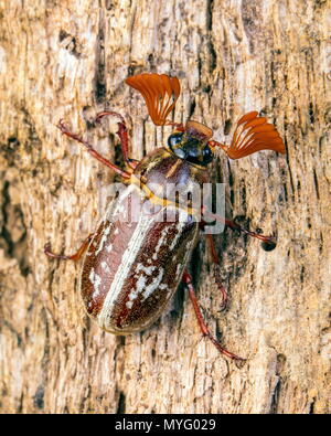 Un maschio variegato giugno beetle, Polyphylla variolosa, su un log. Foto Stock
