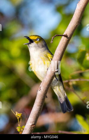 Un bianco-eyed, vireo Vireo griseus, arroccato in arbusti. Foto Stock