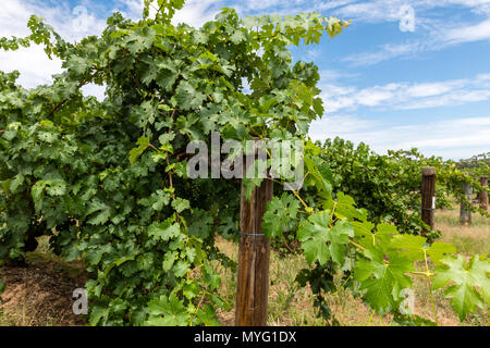 Uva Cabernet Sauvignon vigneti piantati nel XIX secolo sono considerati i più antichi la produzione in continuo di Cabernet Sauvignon vitigni nel mondo. Foto Stock