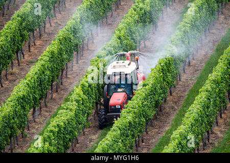 Un trattore spray fertilizzante su i vitigni in un vigneto. Foto Stock