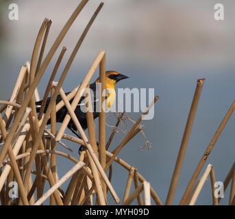 Un maschio adulto giallo-guidato blackbird appollaiato in essiccato tan canne. Fotografato nel profilo con una profondità di campo ridotta. Foto Stock