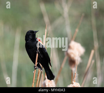 Un rosso-winged blackbird arroccato su una levetta essiccato e fotografati con una profondità di campo ridotta nel profilo. Foto Stock