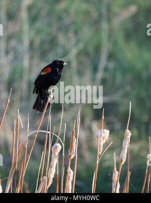 Un rosso-winged blackbird arroccato su una levetta essiccato e fotografati con una profondità di campo ridotta nel profilo. Foto Stock