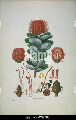 . Questa è una scansione della lastra 3 da Ferdinand Bauer Illustrationes Florae Novae Hollandiae. La pianta è in primo piano Banksia coccinea (Scarlet Banksia). inizio del XIX secolo. Ferdinand Bauer (1760-1826) 62 Banksia coccinea (raccolto) Foto Stock