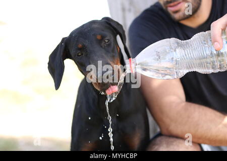 Un cane beve l'acqua da una bottiglia Foto Stock