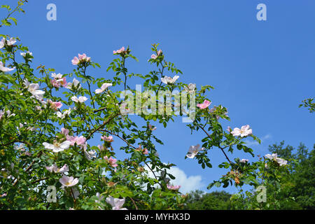 Rosa canina Foto Stock