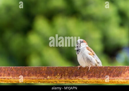Mallorca, Little sparrow seduti sulla barra cercando Foto Stock