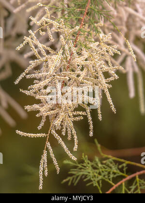 Fiori di tamarisco (Tamarix smyrnensis) sulla costa Peloponnesos in Grecia. Foto Stock