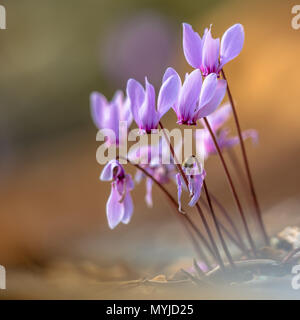 Gruppo di edera-lasciava ciclamino o sowbread (Cyclamen hederifolium) in fiore su sfondo lucido Foto Stock