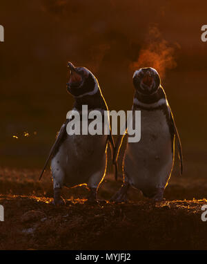 Magellanic penguin Foto Stock