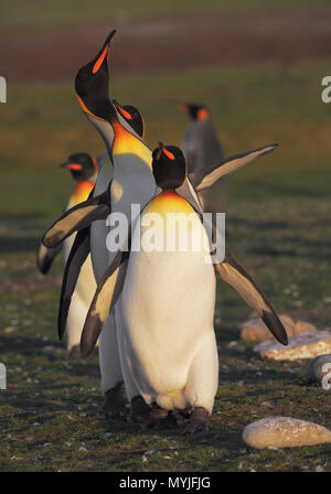 Pinguini del re Foto Stock