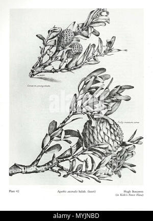 . Inglese: piastra 42 Agathis australis Salisb. (Kauri), John Hugh Boscawen (1851-1937) (in Kirk foresta Flora) . 1889. Thomas Kirk (1828-1898) 297 Kirk Foresta della flora della Nuova Zelanda42 Foto Stock