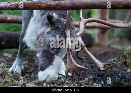 Una renna mangia una ciotola in una penna. Foto Stock