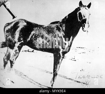 . Traveler, una fondazione sire del Quarter Horse . prima di 1911. sconosciuto, ma il dominio pubblico 534 Travelerquarterhorse Foto Stock