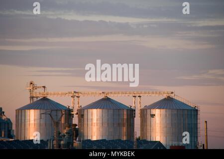 Essa fa di riso con luce rossastra di un tardo pomeriggio Foto Stock