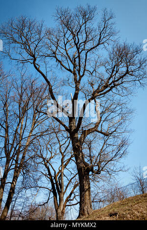 Antico e grande albero di tiglio in tenera molla senza foglie Foto Stock