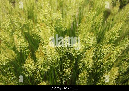 ea5w7t alamy stock photo ea5w7t alamy stock photo