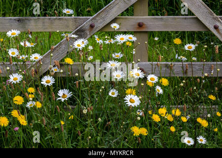 Tarassaco e margherite da giardino boscoso gate Foto Stock