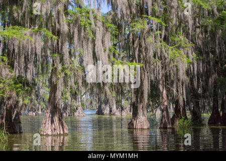 Il cipresso calvo (Taxodium distichum); il lago di Martin, Breaux Bridge, Atchafalaya Basin, meridionale degli Stati Uniti, USA; America del Nord Foto Stock