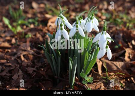 Snowdrops su il sole invernale Foto Stock