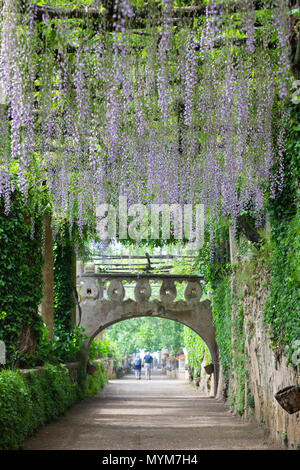 Appendere il glicine viola lungo il percorso in formali giardini di Villa Cimbrone, Ravello, la Costiera Amalfitana, Campania, Italia, Europa Foto Stock