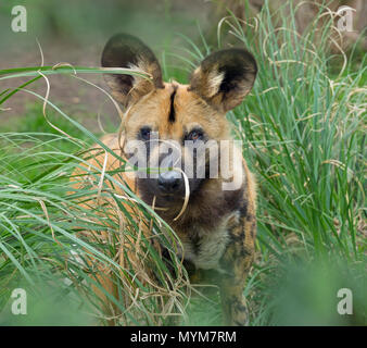 African wild dog Lycaon pictus Foto Stock