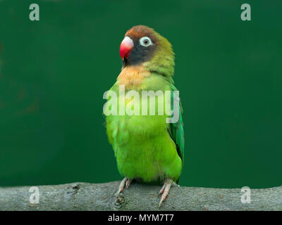 Nero-cheeked lovebird Agapornis nigrigenis Foto Stock