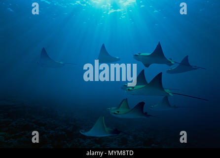 Scuola di Pacific Cownose raggi (Rhinoptera steindachneri) scivolano sopra oceano pavimento, Redondo Rock, Isla Darwin, Isole Galapagos - Oceano Pacifico. Ima Foto Stock