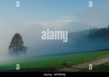 Unica struttura nel campo di nebbia con erba verde, blu cielo Foto Stock