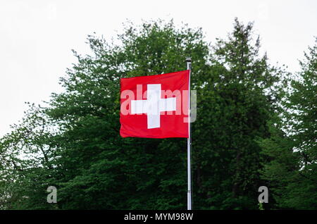 Bandiera svizzera contro l'albero verde Foto Stock