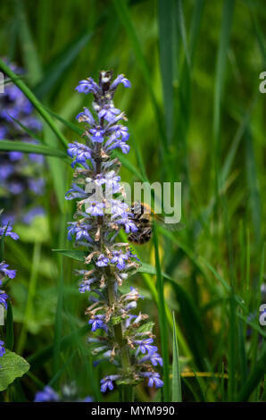 A Bumble Bee alimentazione su fiori blu in erba verde vicino fino Foto Stock