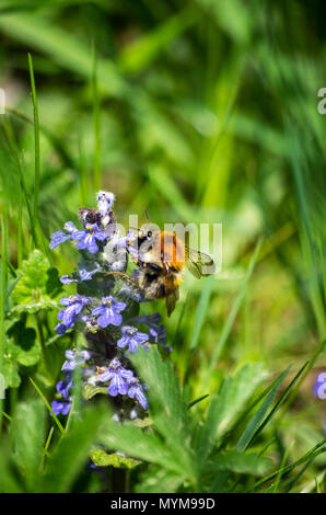A Bumble Bee alimentazione su fiori blu in erba verde vicino fino Foto Stock