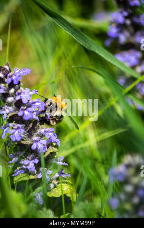 A Bumble Bee alimentazione su fiori blu in erba verde vicino fino Foto Stock