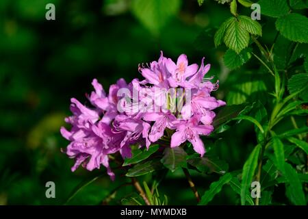 Fiori di rododendro Foto Stock