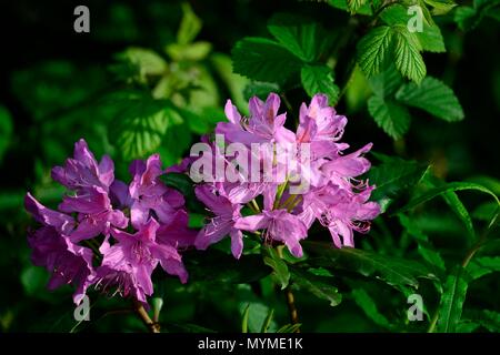 Fiori di rododendro Foto Stock