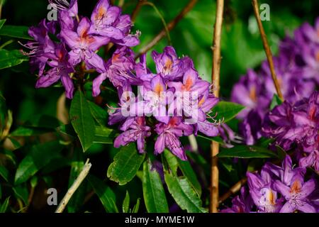 Fiori di rododendro Foto Stock