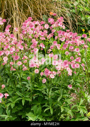 Ammassato fiori di colore rosa della lunga fioritura fioritura estiva masterwort, Astrantia principali di Roma "Roma" Foto Stock