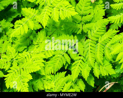 Delicato, densamente raggruppati fronde della quercia plumose felce, Gymnocarpium dryopteris 'Plumosum' Foto Stock