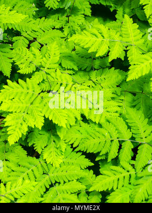 Delicato, densamente raggruppati fronde della quercia plumose felce, Gymnocarpium dryopteris 'Plumosum' Foto Stock