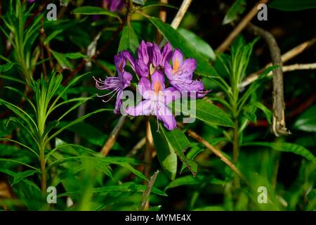 Fiori di rododendro Foto Stock