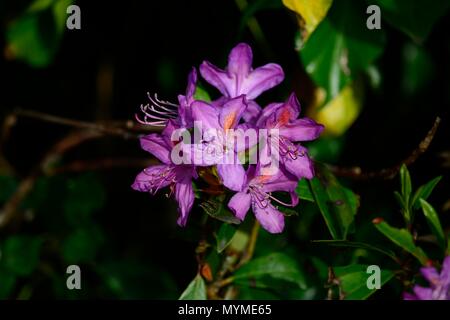 Fiori di rododendro Foto Stock