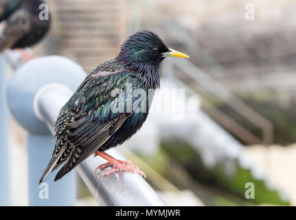 Starling comune (Sturnus vulgaris) arroccato su un corrimano in ambiente urbano, REGNO UNITO Foto Stock