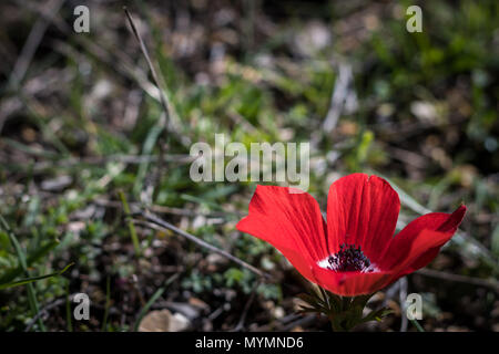 Chiudere fino a foglie durante la stagione autunnale Foto Stock