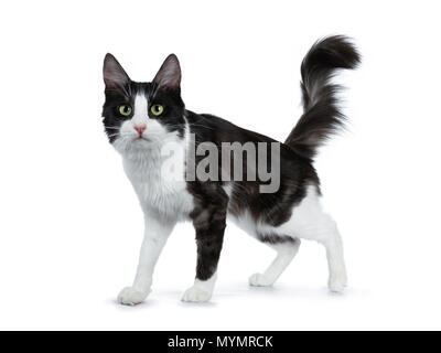 Carino il fumo nero con il bianco Angora Turco gatto lato permanente modi su sfondo bianco con la coda in aria Foto Stock