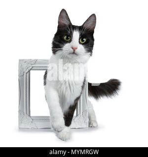 Funny fumo nero con il bianco Angora Turco gatto a piedi attraverso un white photo frame isolati su sfondo bianco Foto Stock