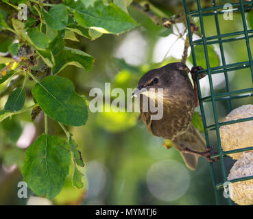 Un bambino Starling appollaiate su un Bird Feeder appeso a un albero in un giardino in Alsager Cheshire England Regno Unito Regno Unito Foto Stock