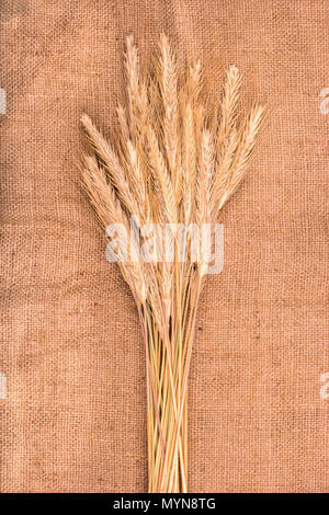 Un mazzetto di fresco spikelets raccolti di grano sul saccheggio Foto Stock