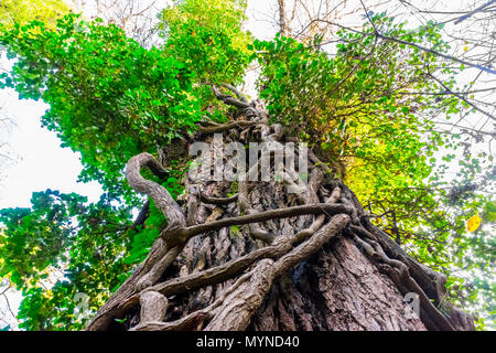 Un enorme albero con diversi trunk shot dalla parte inferiore fino a una foresta Foto Stock